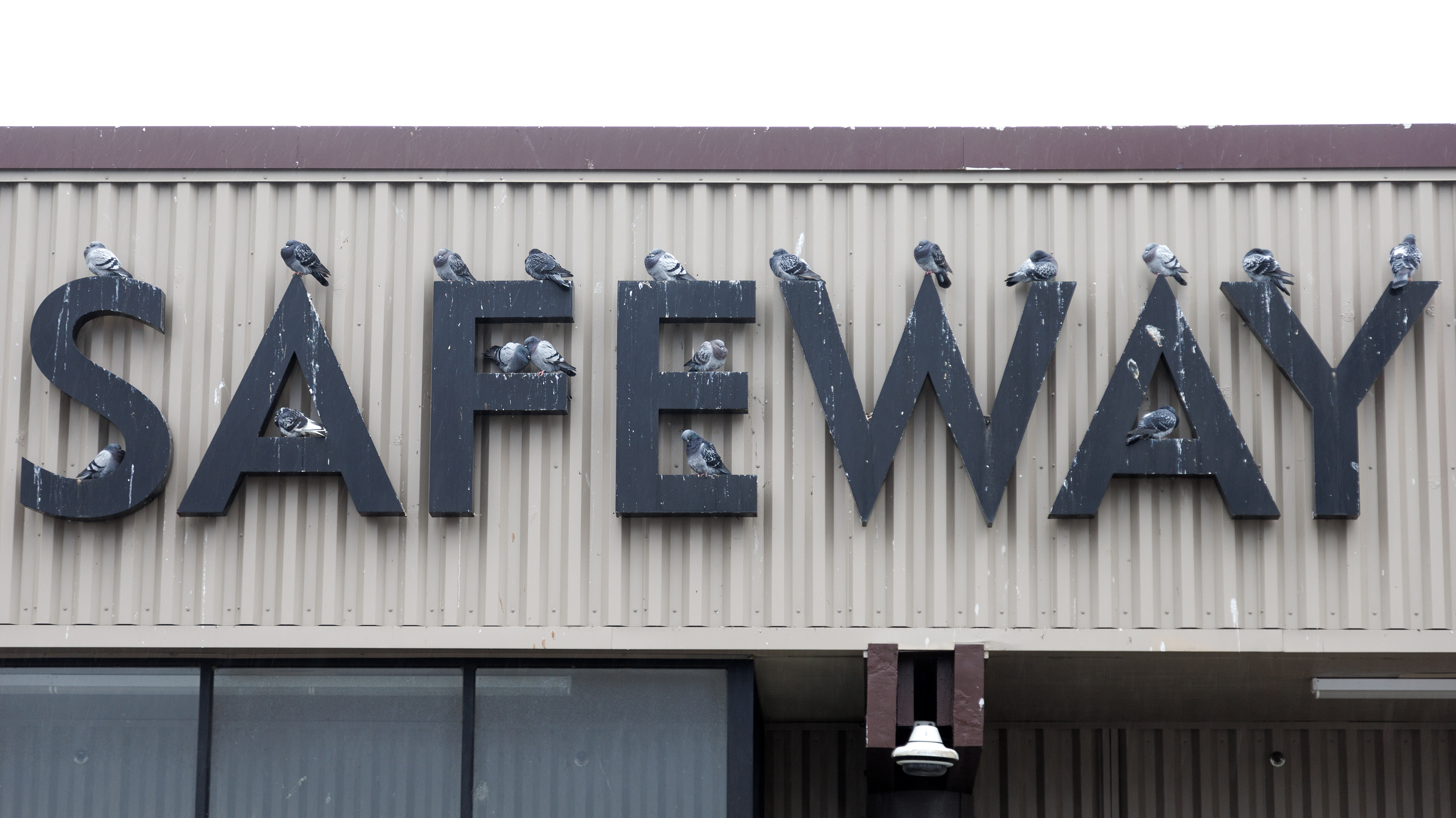 2024 11 05 Safeway Pigeons 
